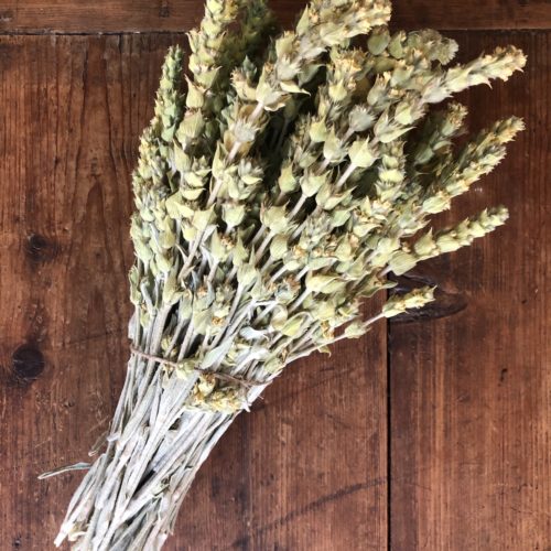 bouquet de sideritis